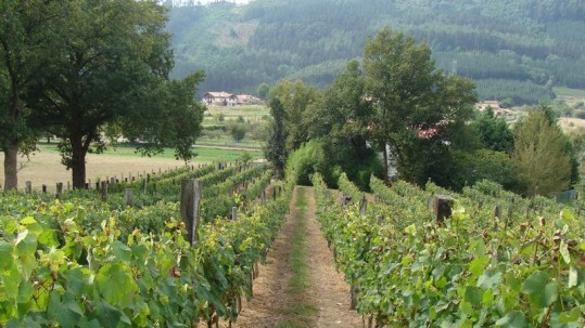 LA SUPERFICIE PLANTADA DE VIÑEDO  SOLO SE PODRÁ INCREMENTAR EN UN 0,6% EN 2016
